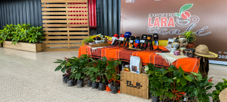 Lara impulsa el café venezolano hacia nuevos mercados con Expoferia Lara es Café 2026