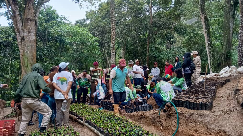 Medio Ambiente: El Plan Chuquisaca establece un acontecimiento histórico al sembrar 120 mil matas de café en Miranda
