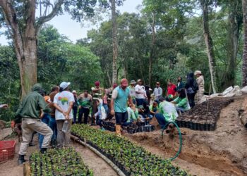 Medio Ambiente: El Plan Chuquisaca establece un acontecimiento histórico al sembrar 120 mil matas de café en Miranda