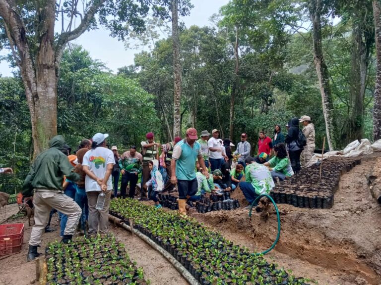 Medio Ambiente: El Plan Chuquisaca establece un acontecimiento histórico al sembrar 120 mil matas de café en Miranda