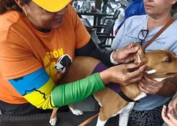 Veterinarios brindan atención ininterrumpida a animales de compañía en La Guaira