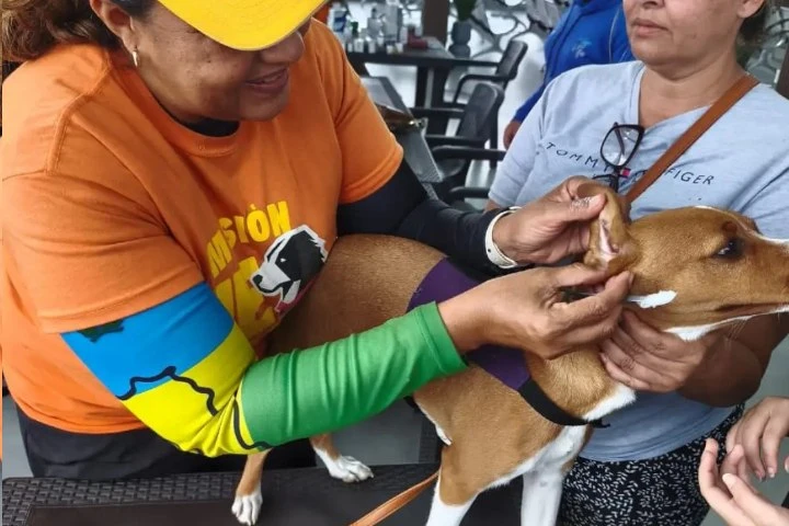 Veterinarios brindan atención ininterrumpida a animales de compañía en La Guaira