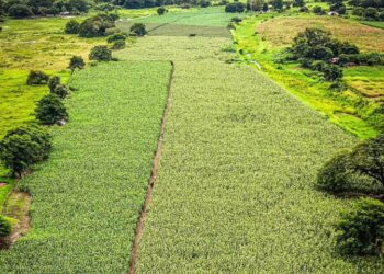Inspeccionan siembra de más de dos mil 500 hectáreas de maíz en Apure