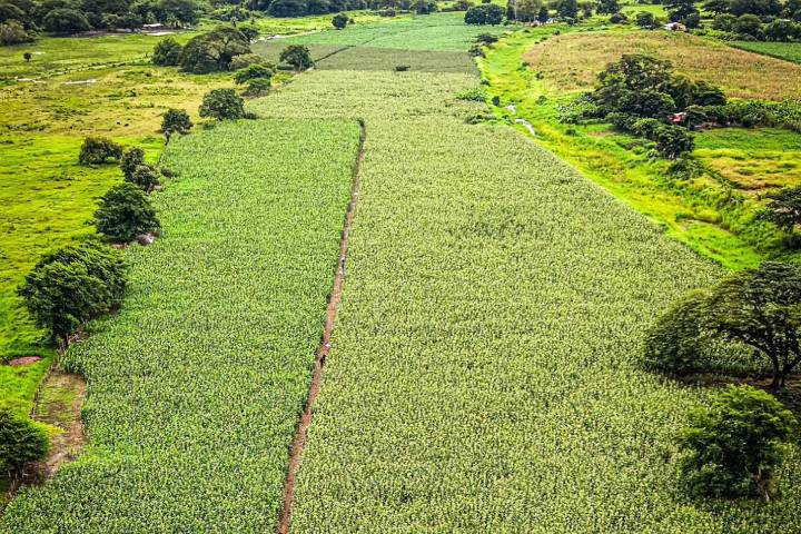 Inspeccionan siembra de más de dos mil 500 hectáreas de maíz en Apure
