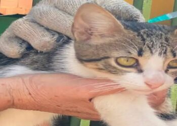 Ponen en marcha en Zulia jornada masiva de inmunización antirrábica para la protección de animales