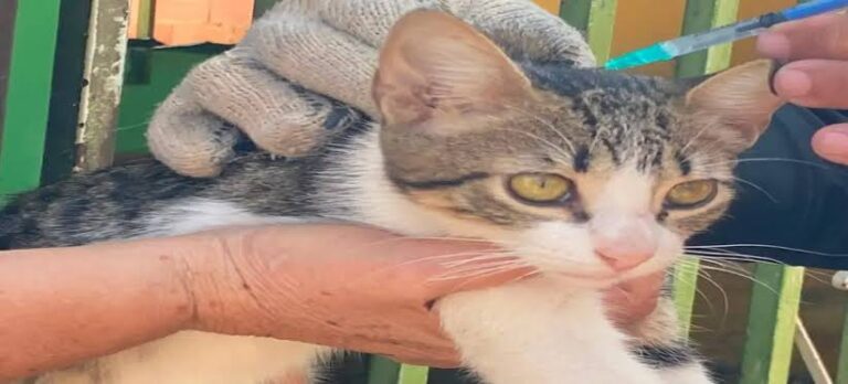 Ponen en marcha en Zulia jornada masiva de inmunización antirrábica para la protección de animales
