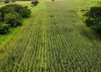 Supervisan el cultivo de 70 hectáreas de maíz amarillo «La Apureña» en Achaguas