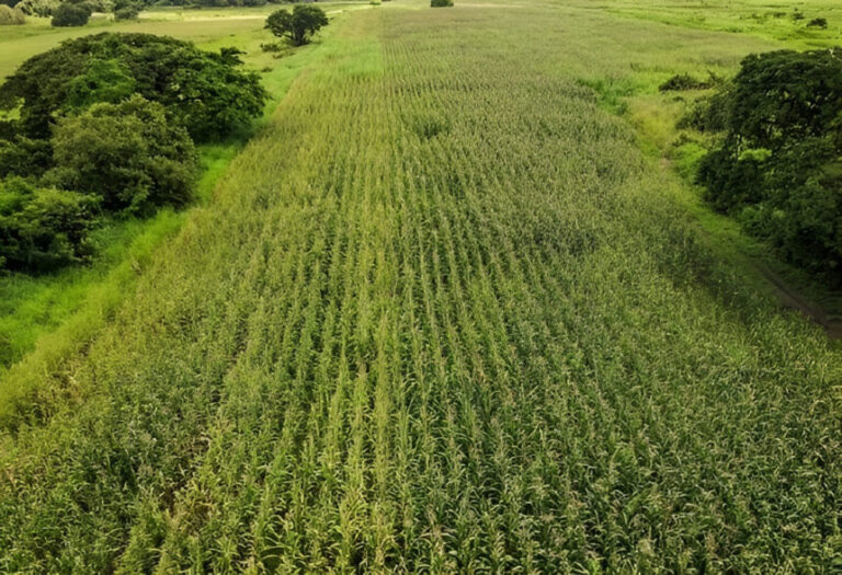Supervisan el cultivo de 70 hectáreas de maíz amarillo «La Apureña» en Achaguas