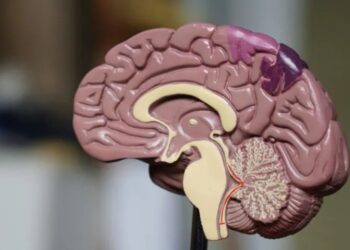 Científicos presentan un atlas cerebral de alta resolución para avanzar en la medicina de precisión