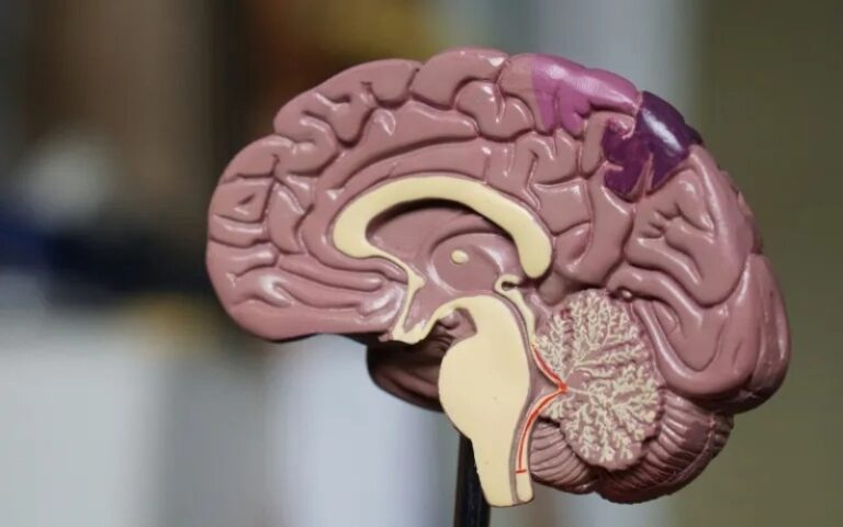 Científicos presentan un atlas cerebral de alta resolución para avanzar en la medicina de precisión